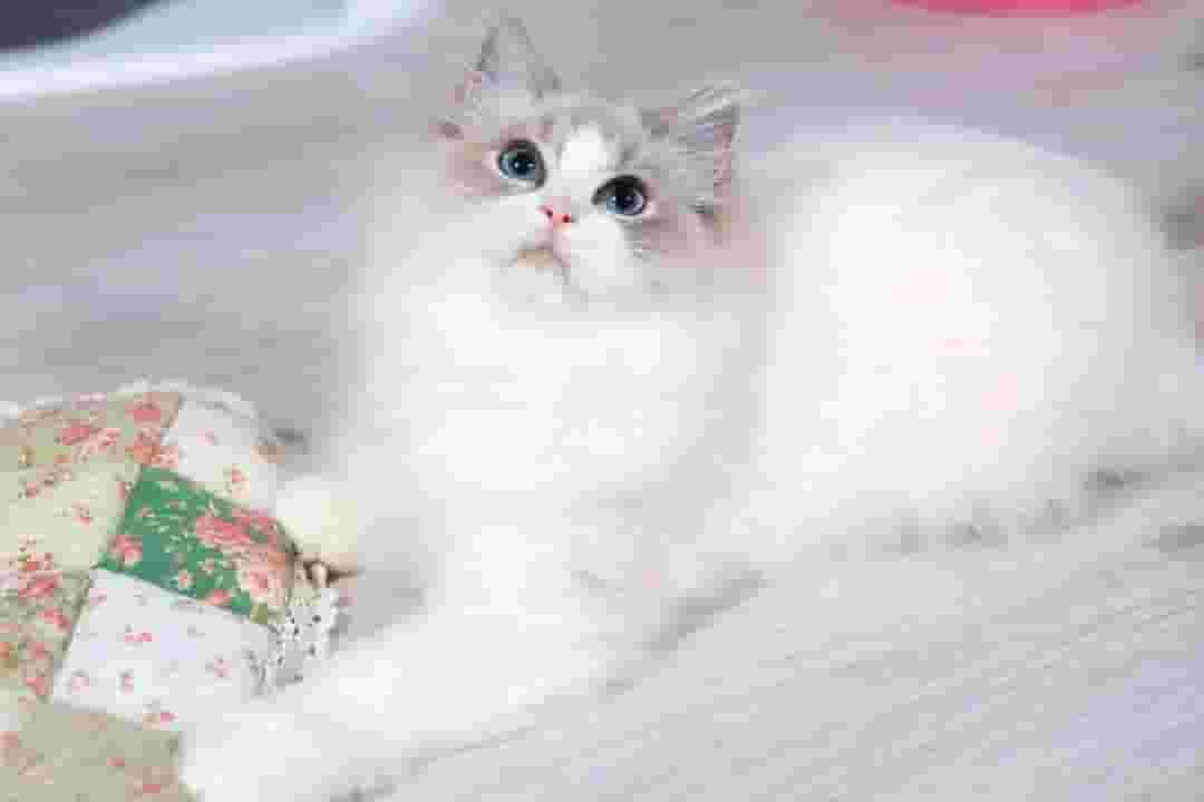 قطة Ragdoll  للبيع 