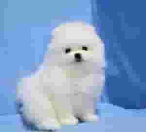 فنجان شاي جرو بوميرانيان