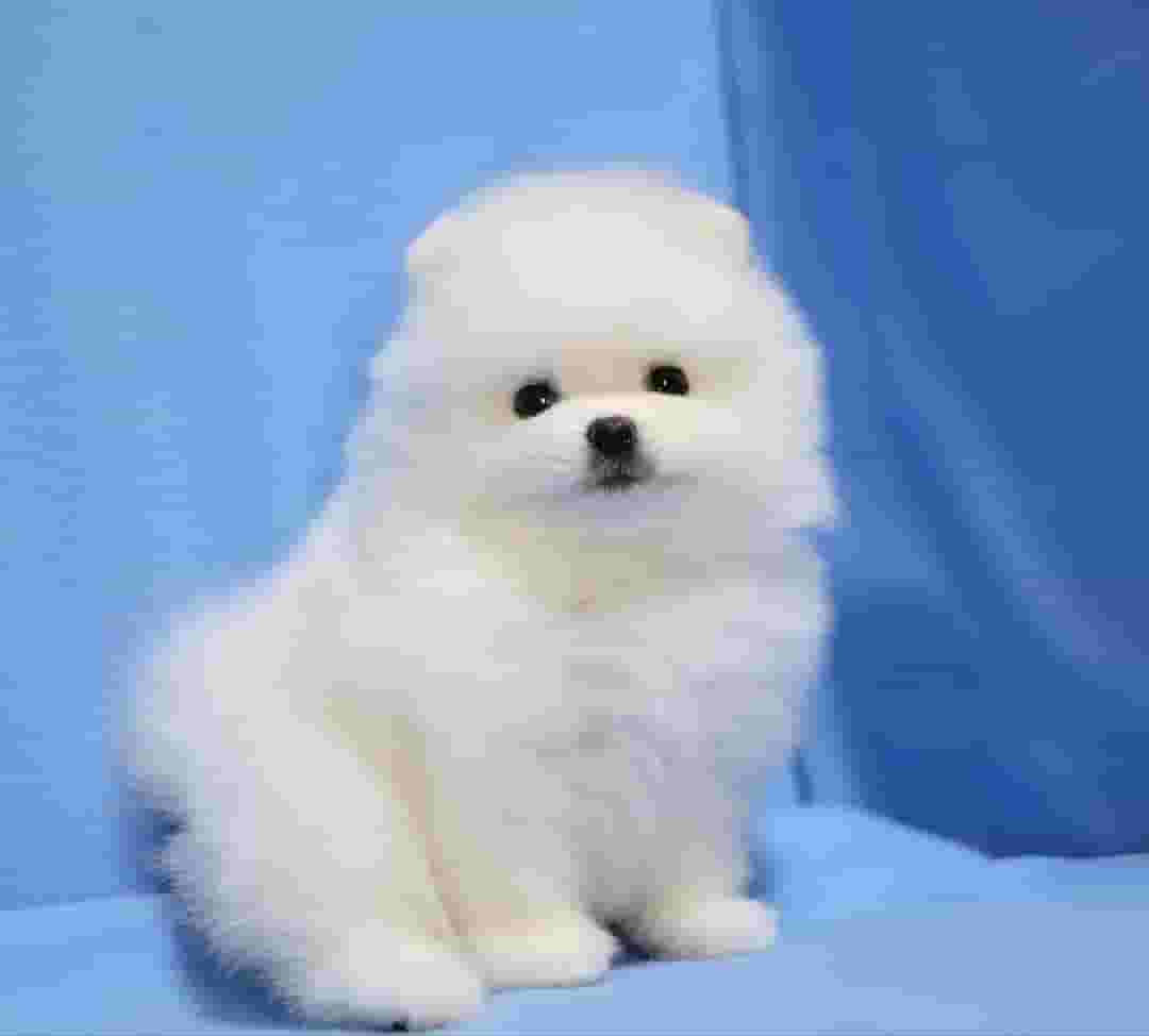 جرو بوميرانيان